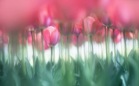 Lined tulips