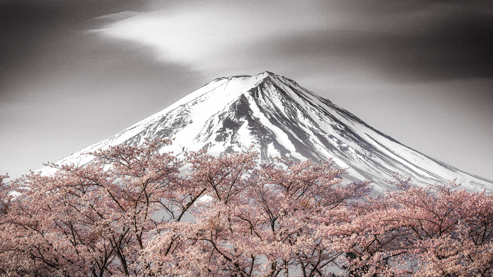 Sakura Fuji from Takeshi Mitamura
