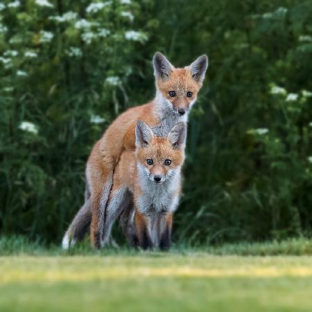 happy little fox