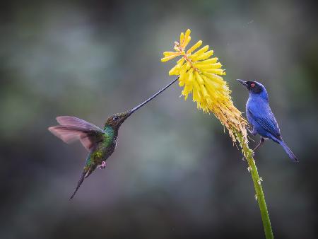 Masked Flowerpiercer &amp; Sword-billed Hummingbird