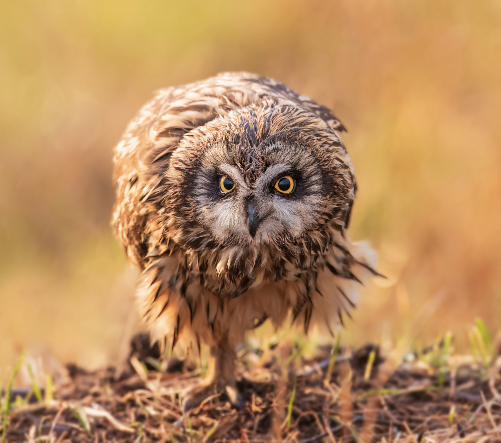 short-eared owl from Taksing (吉星高照)