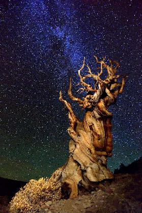 Bristlecone Pine