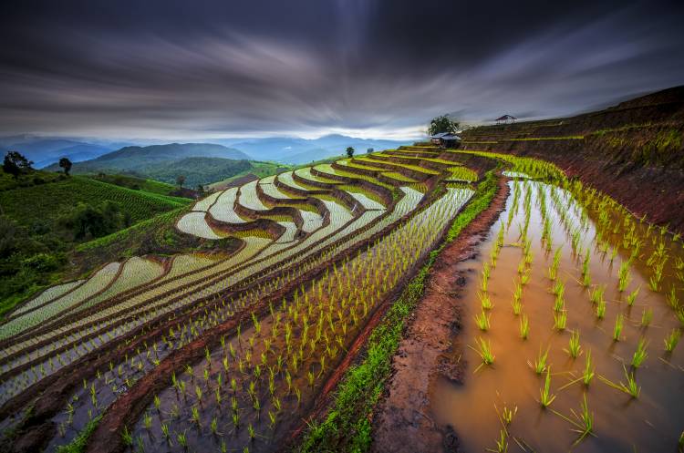 Unseen Rice Field from Tetra