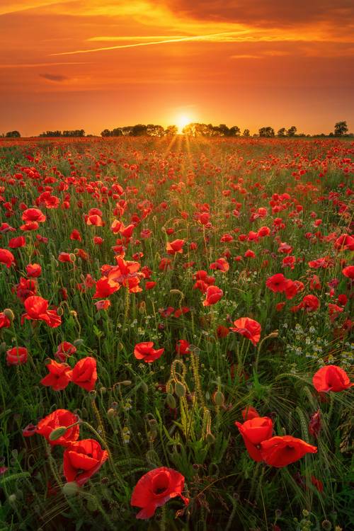 Blooming poppies at sunset from Tham Do