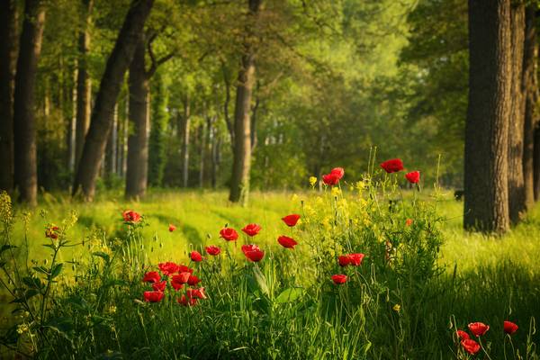 Poppies in a Dutch forest from Tham Do