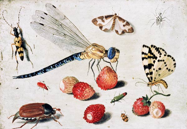 Study of Insects, Butterflies and Flowers from the Elder Kessel