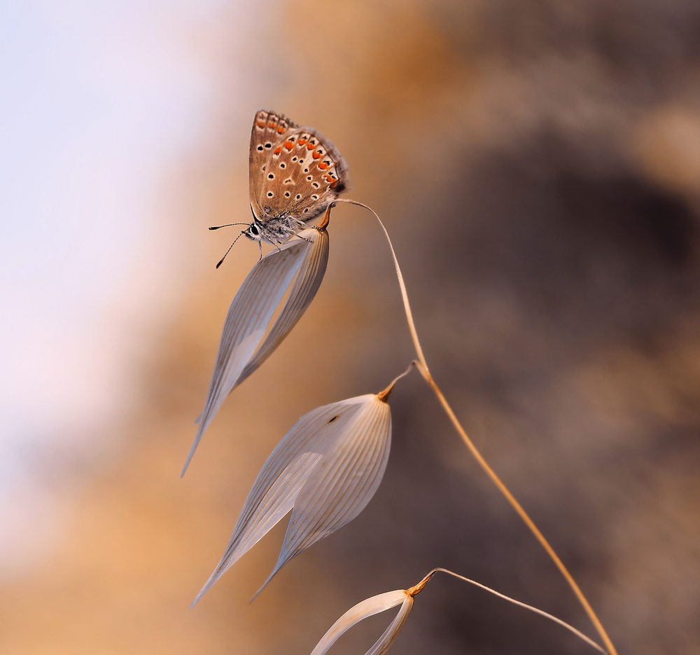 The lightness of the butterfly... from Thierry Dufour