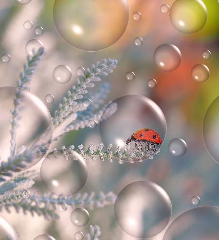 Sheltered in his bubble...