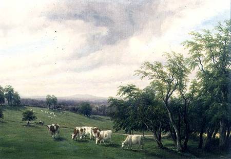 Cattle Grazing in Parkland from Thomas Baker