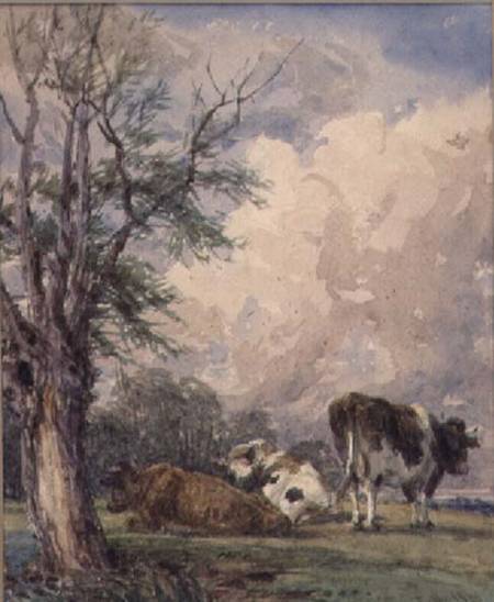 A Study of Cattle from Thomas Baker