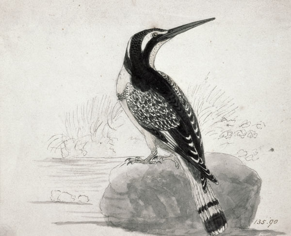 Black and White Kingfisher from Thomas Bewick
