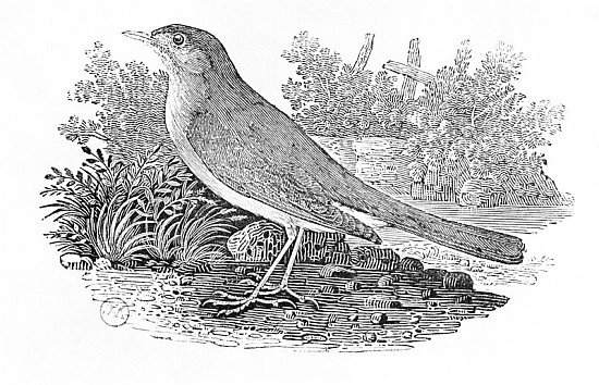 The Nightingale (Luscinia megarhynchos) from the ''History of British Birds'' Volume I, pub. 1797 from Thomas Bewick