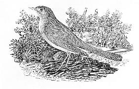The Nightingale (Luscinia megarhynchos) from the ''History of British Birds'' Volume I, pub. 1797