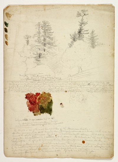 Beautiful Groups of Pines; Tints from Maples, New Hampshire, September 30th from Thomas Cole