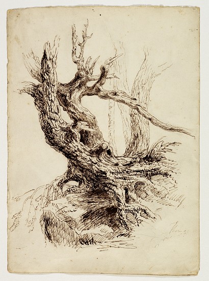 Gnarled Tree Trunk from Thomas Cole
