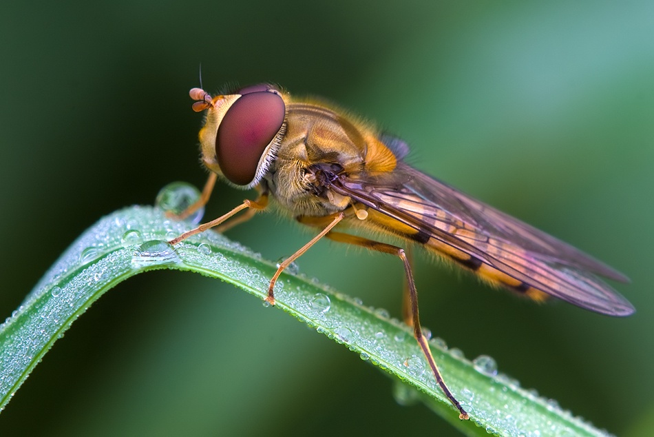 Marmalade fly from Thomas Dam