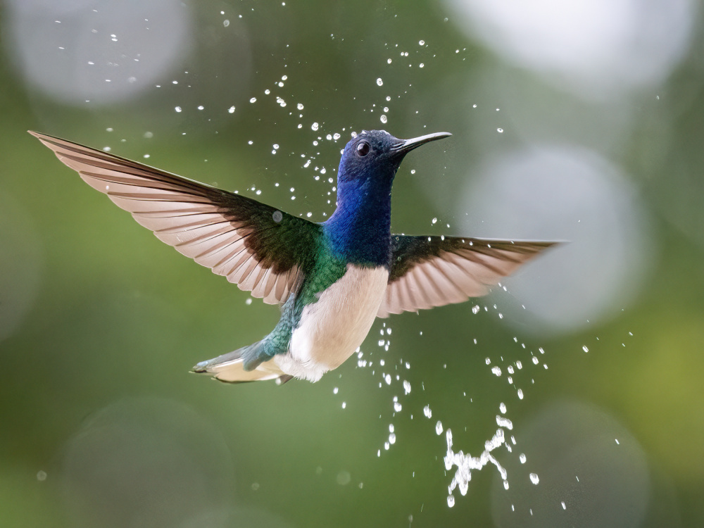 White-necked Jacobin in the rain. from Thomas Parsons