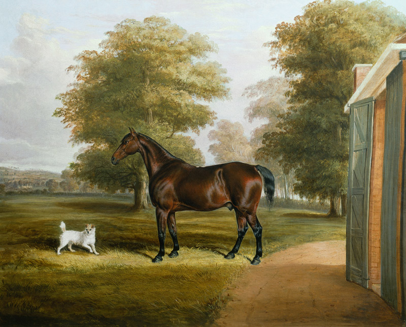 A Bay Horse with a Terrier from Thomas W. Bretland
