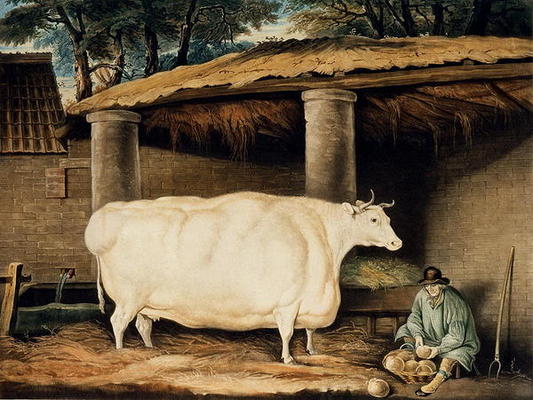 A Short Horned Heifer, engraved by William Ward, Dartington, 1811 (colour engraving) from Thomas Weaver