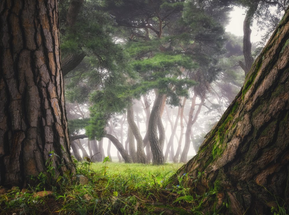 Old trees from Tiger Seo