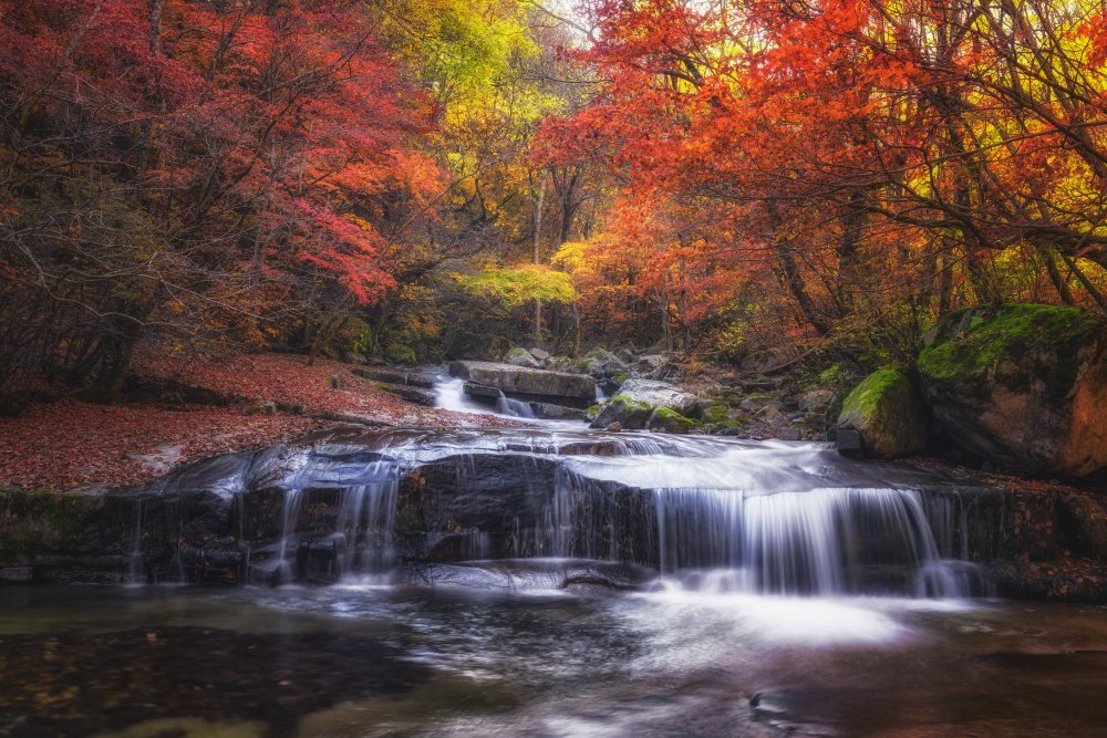 Autumn fall from Tiger Seo