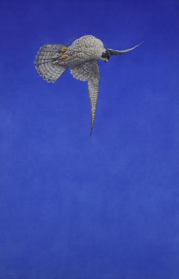 The Corkscrew Stoop  Peregrine Falcon