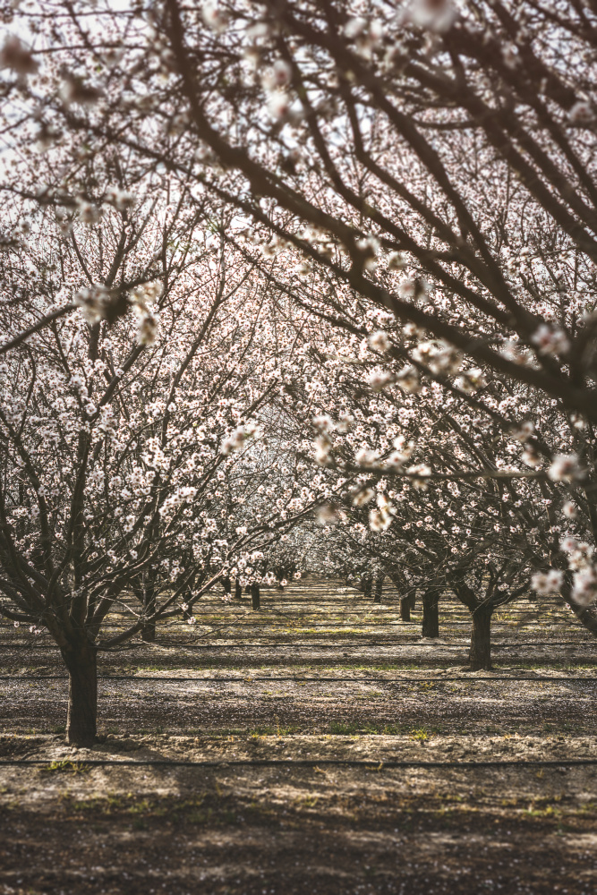 Almond Orchard from Tim Mossholder