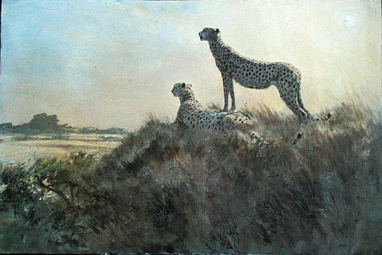 Cheetah, Serengeti (oil on board)  from Tim  Scott Bolton