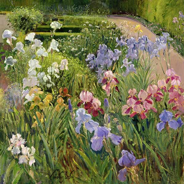 Irises at Bedfield (oil on canvas)  from Timothy  Easton