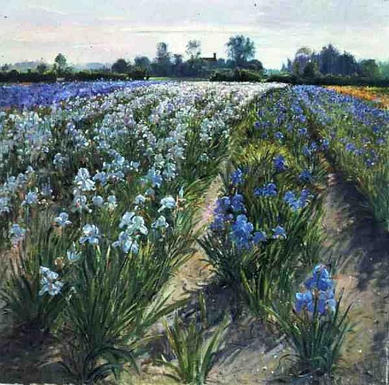 Blue and White Irises, Wortham (oil on canvas)  from Timothy  Easton