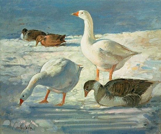 Geese and Mallards, 2000 (oil on canvas)  from Timothy  Easton