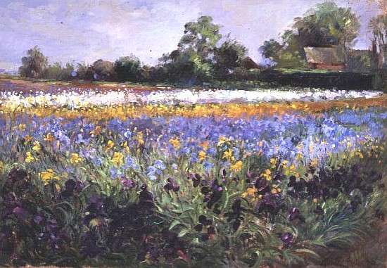 Iris Field and Two Cottages  from Timothy  Easton