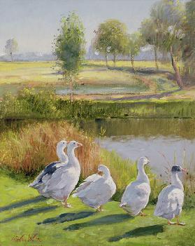 Gooseguard (oil on canvas) 