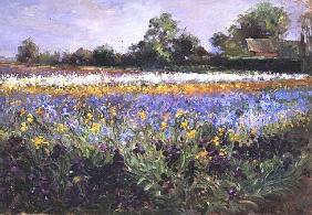Iris Field and Two Cottages 