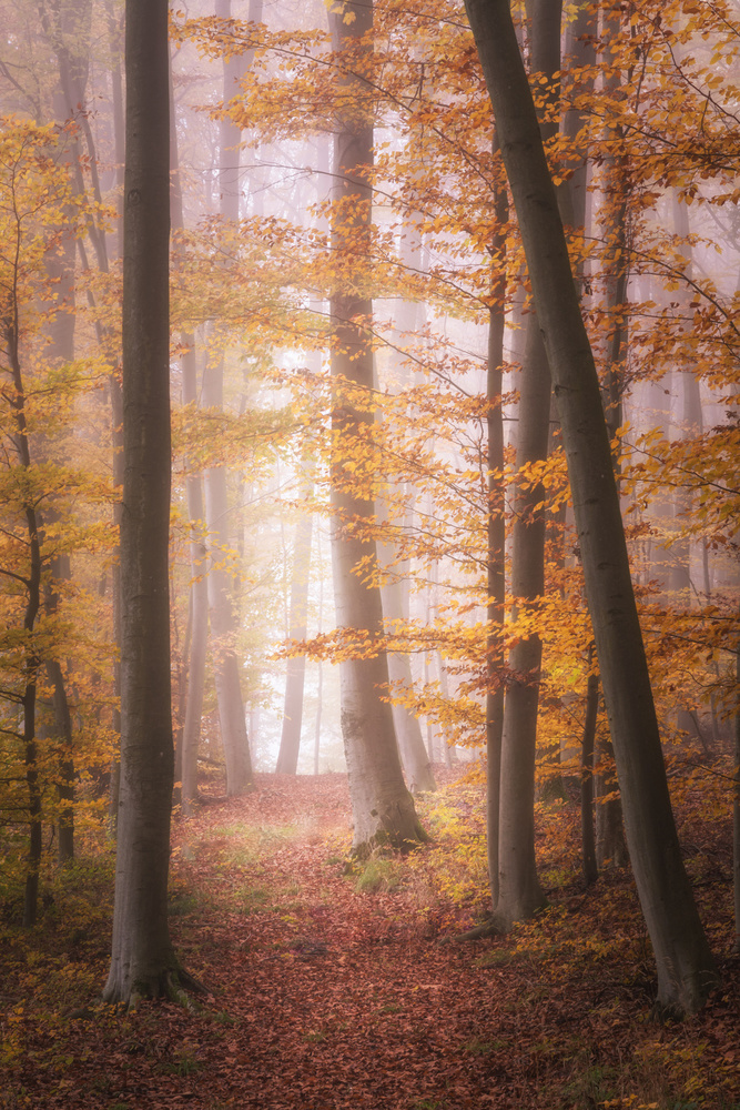 Autumn Woodland in Fog from Tobias Luxberg