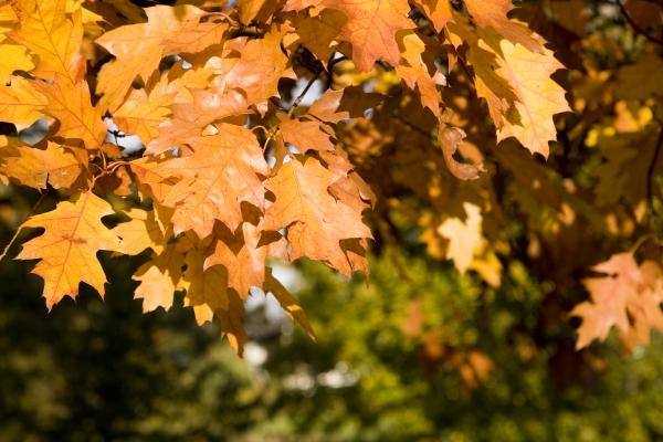 Eichenbaum mit bunten Blättern im Herbst from Tobias Ott