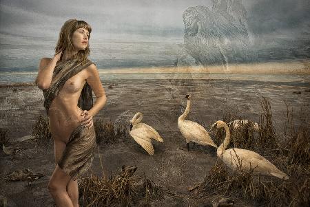 Leda and the Swans