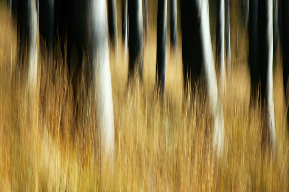 Beech forest from Tom Pavlasek