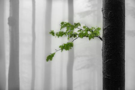 Green leaves