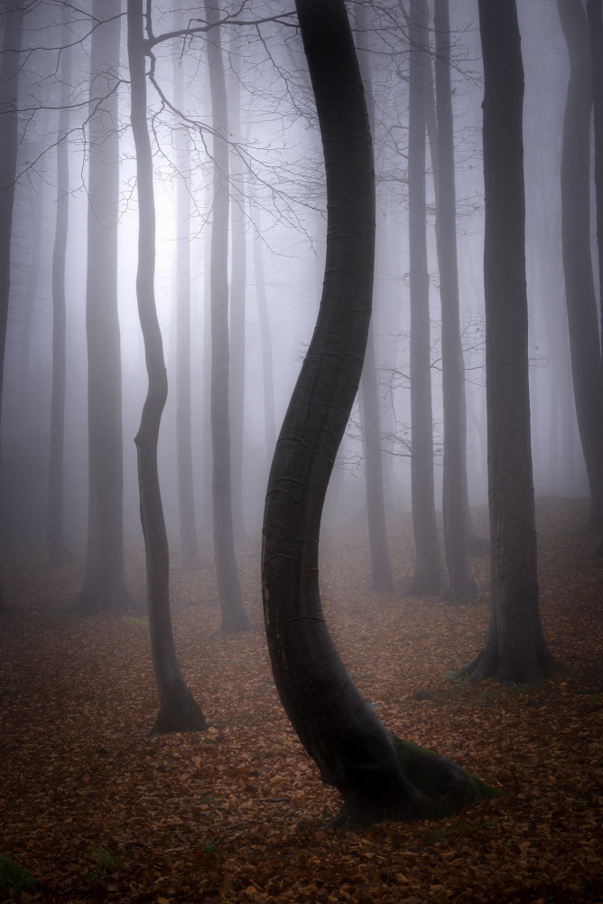 Foggy Autumn from Tom Pavlasek