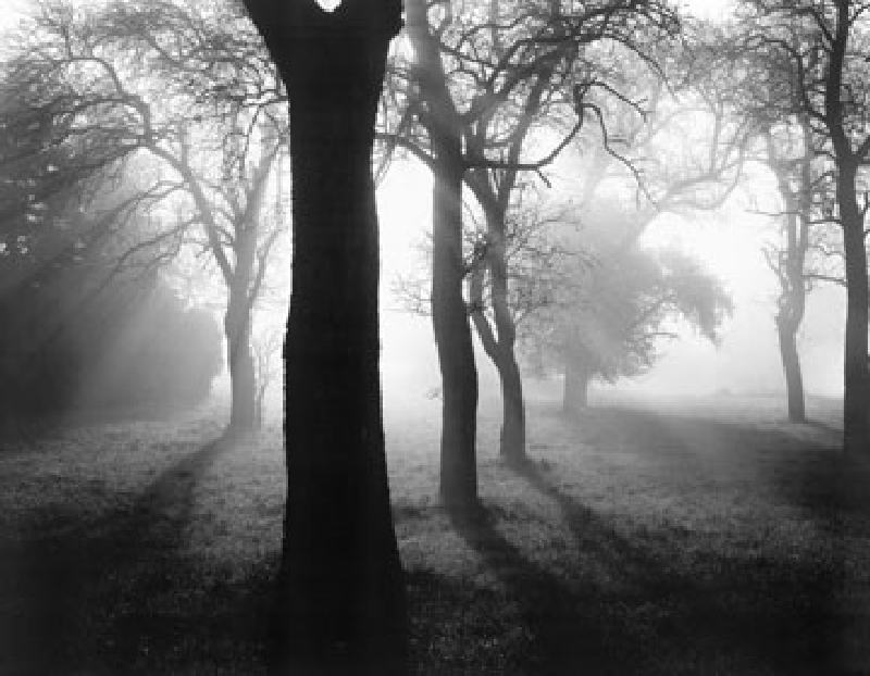 Bäume im Nebel I from Tom Weber