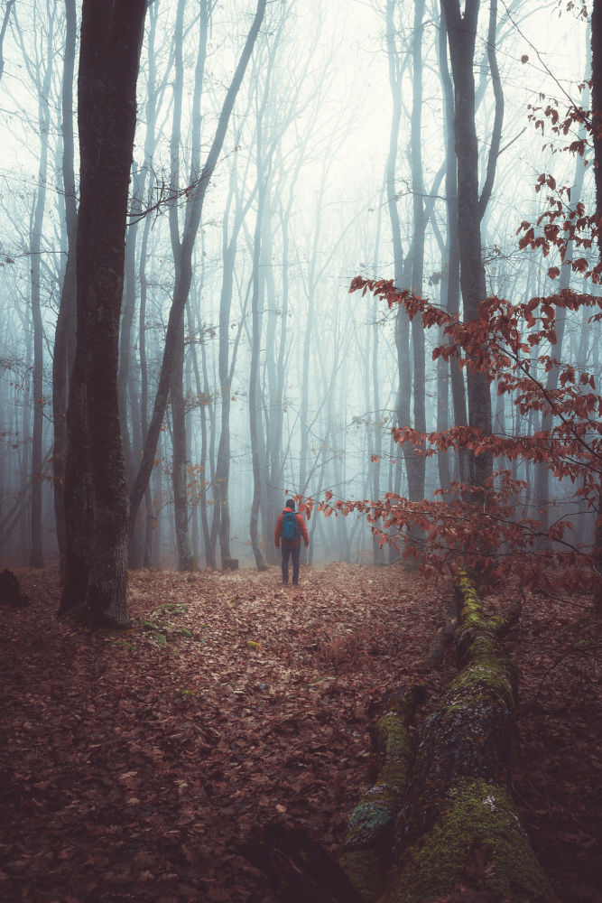 A foggy autumn morning walk through the woods forest from Toma Georgian Mihai
