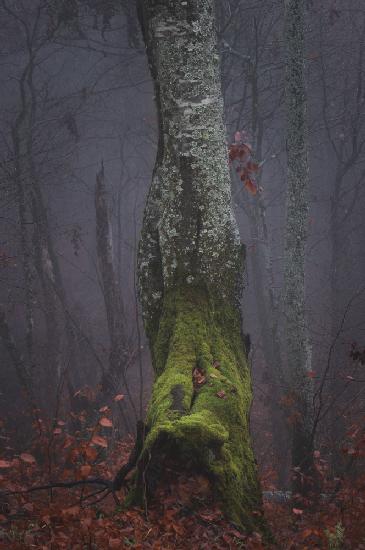 Autumn fog morning tree