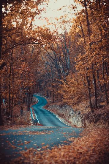 Road in forest autumn beautiful colors