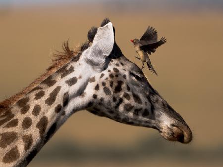 Oxpecker and Giraffe