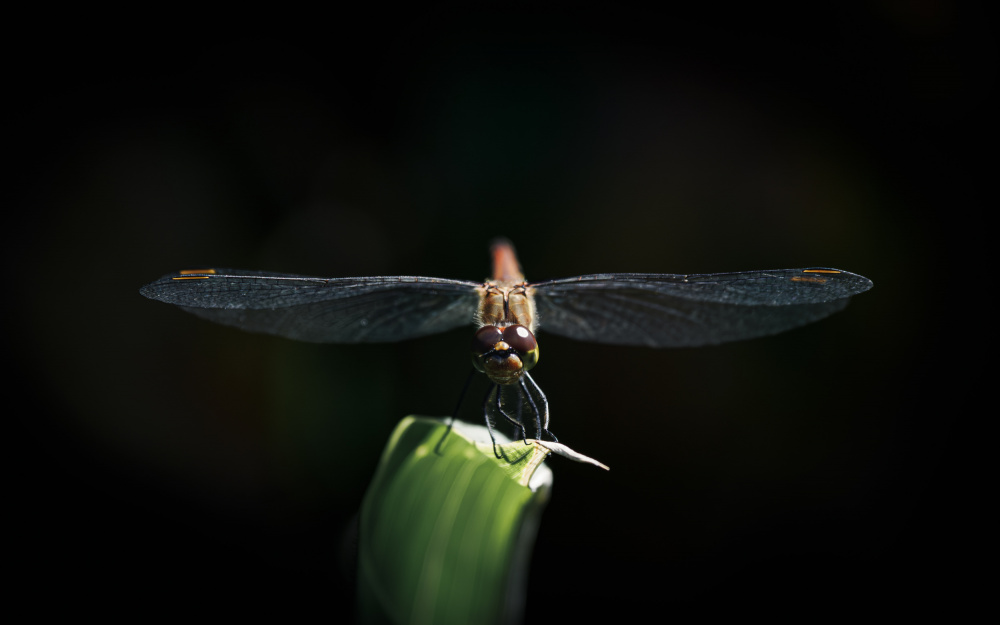 Staring Dragonfly from Toshifumi C