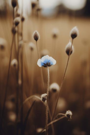 Blue Corn Flowers No 4