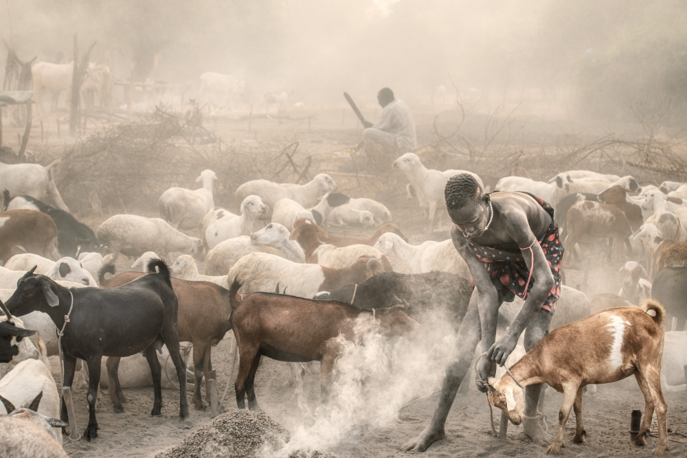 Young goat herder at work from Trevor Cole