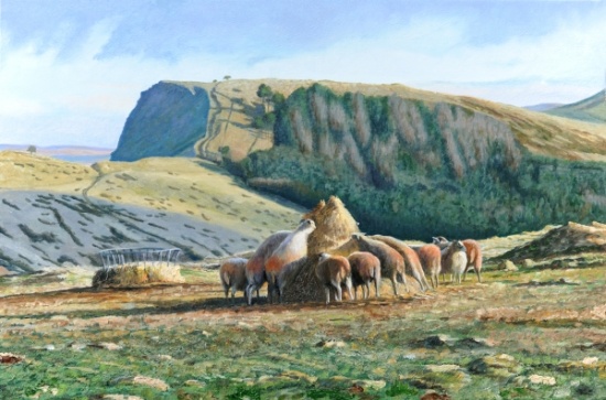 Sheep Feeding from Trevor  Neal