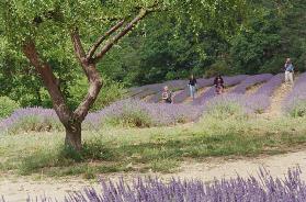 Tree in Lavender Field, in the Grounds of Abbaye Senanque, Provence, France, 1999 (photo) 